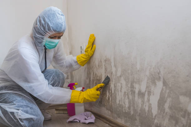 Mold Remediation for Vacation Homes in Laguna Beach, CA